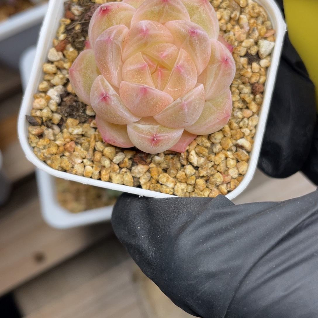 Z711橘粉麦秆精品