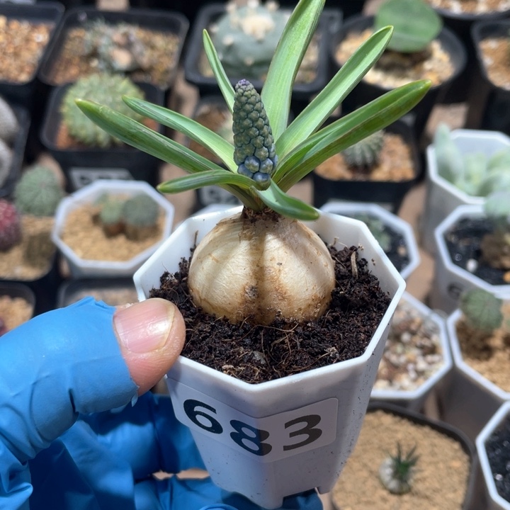 小*伊683风信子蓝紫花