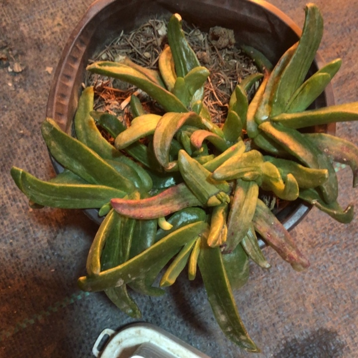 越**好佛手托金一物一拍319