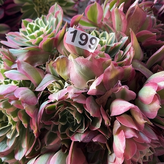 豌*多肉植物一个