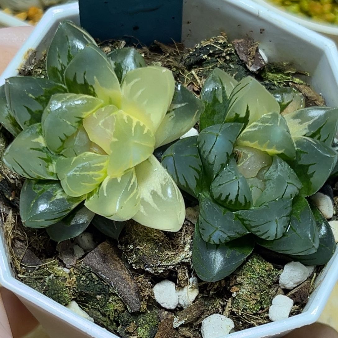 恭喜发财大吉大利0360