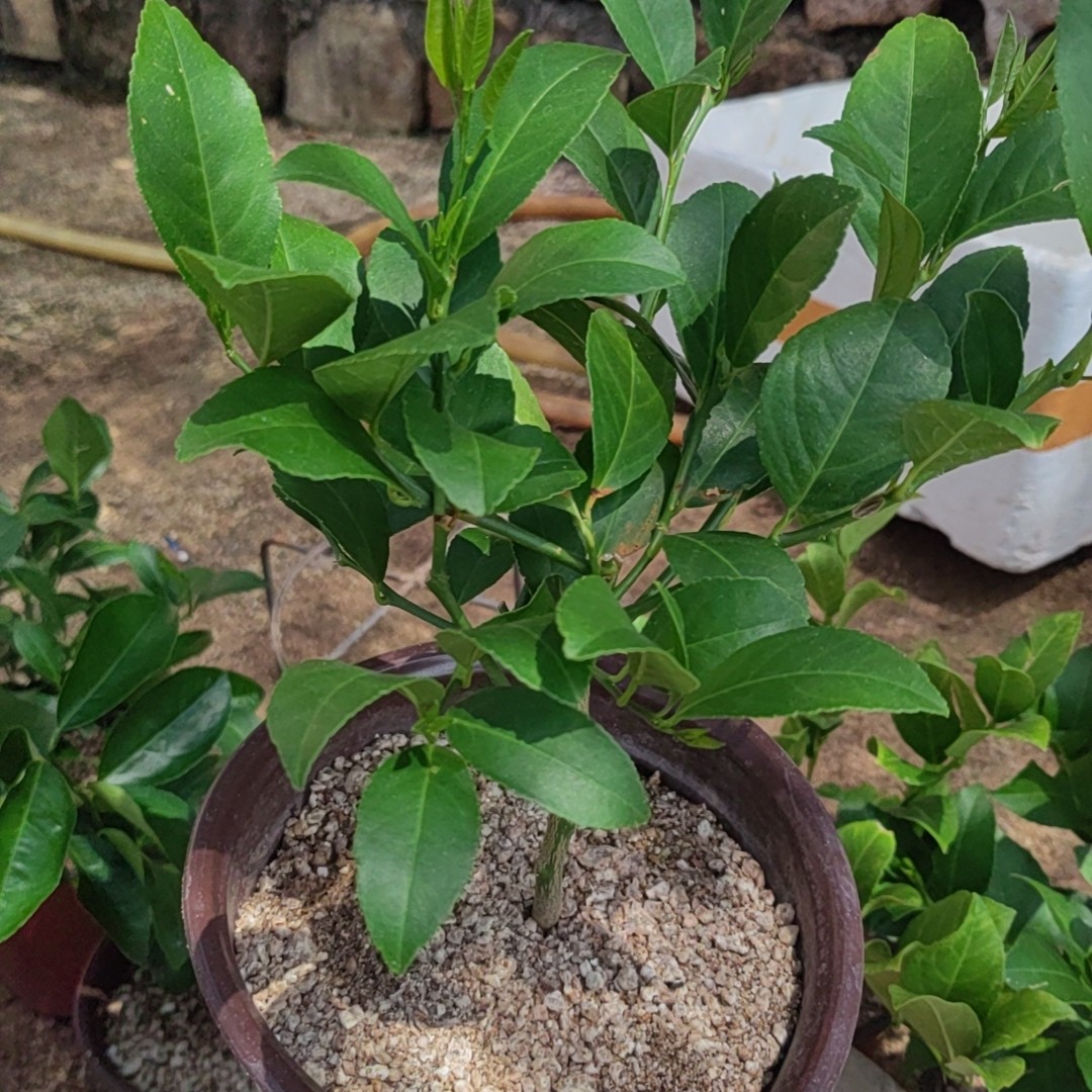 北京柠檬盆栽花，花香四溢，花落结果，室内室外好养。