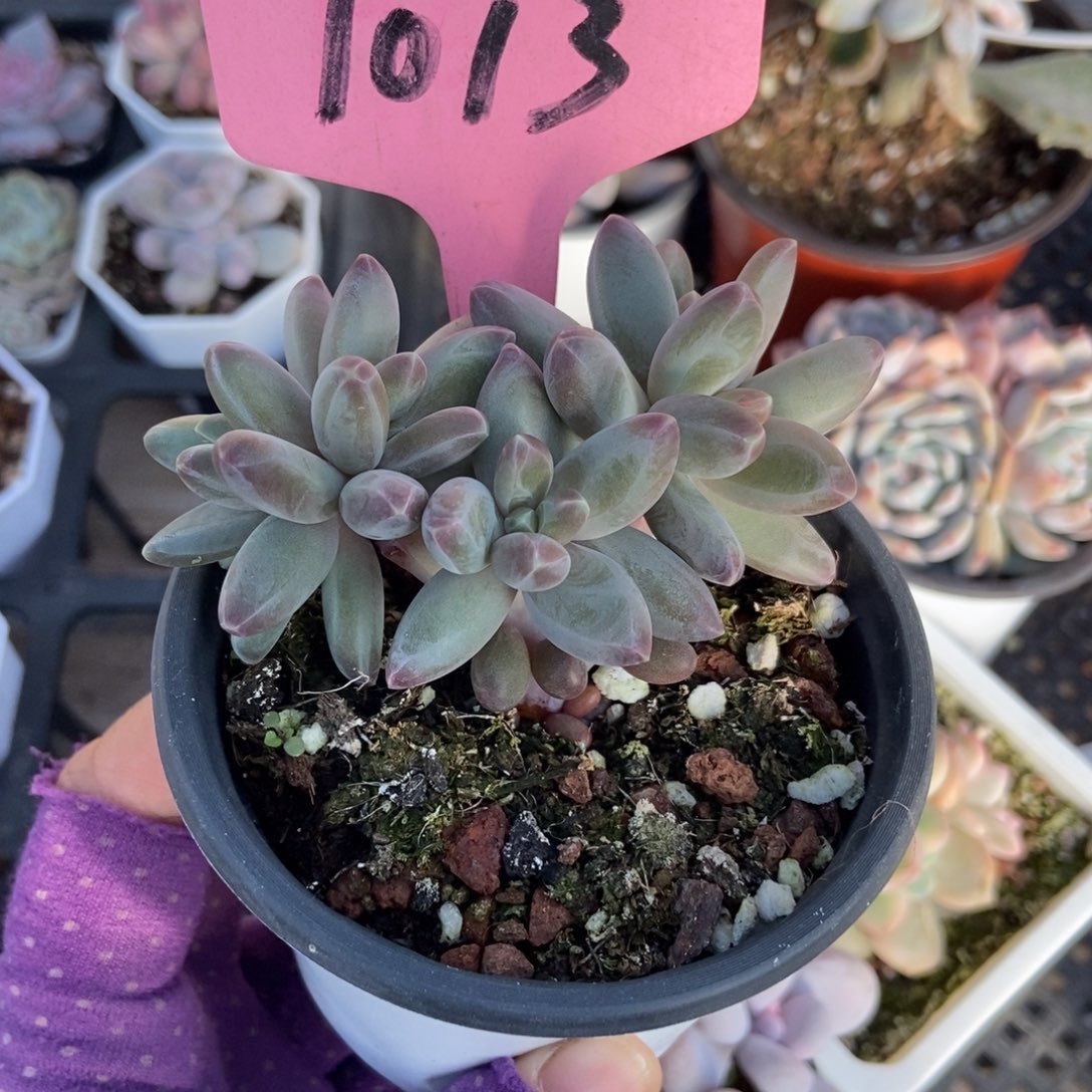 1013海豚美人多肉植物