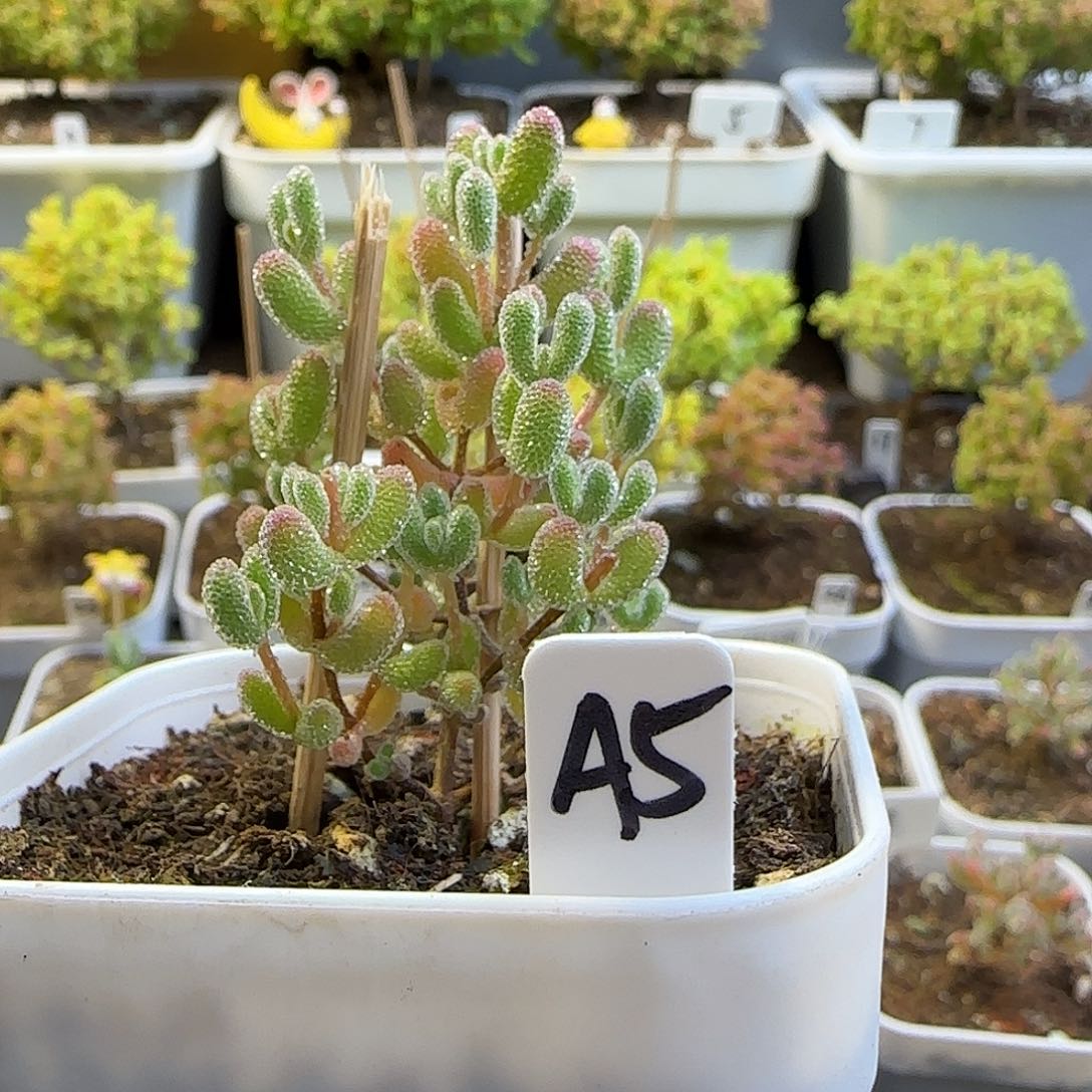 实生冰晶枝干番杏