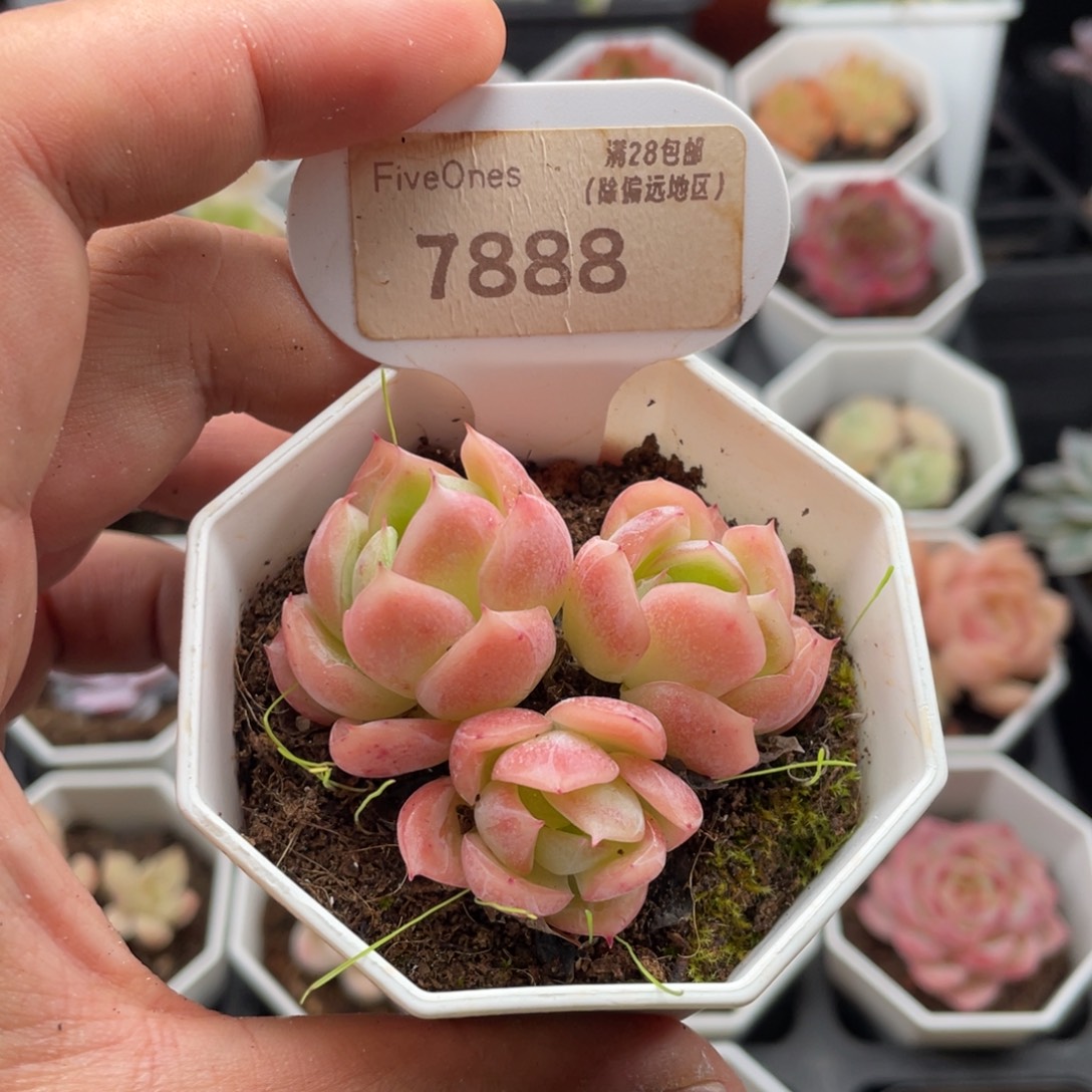 落樱7888-5.5厘米