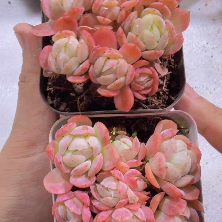 香水贝瑞福利一颗