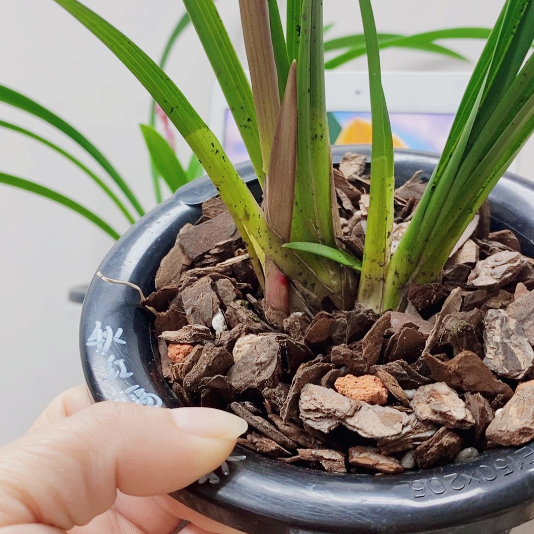 阿***戴当前无花栽培后可以开花