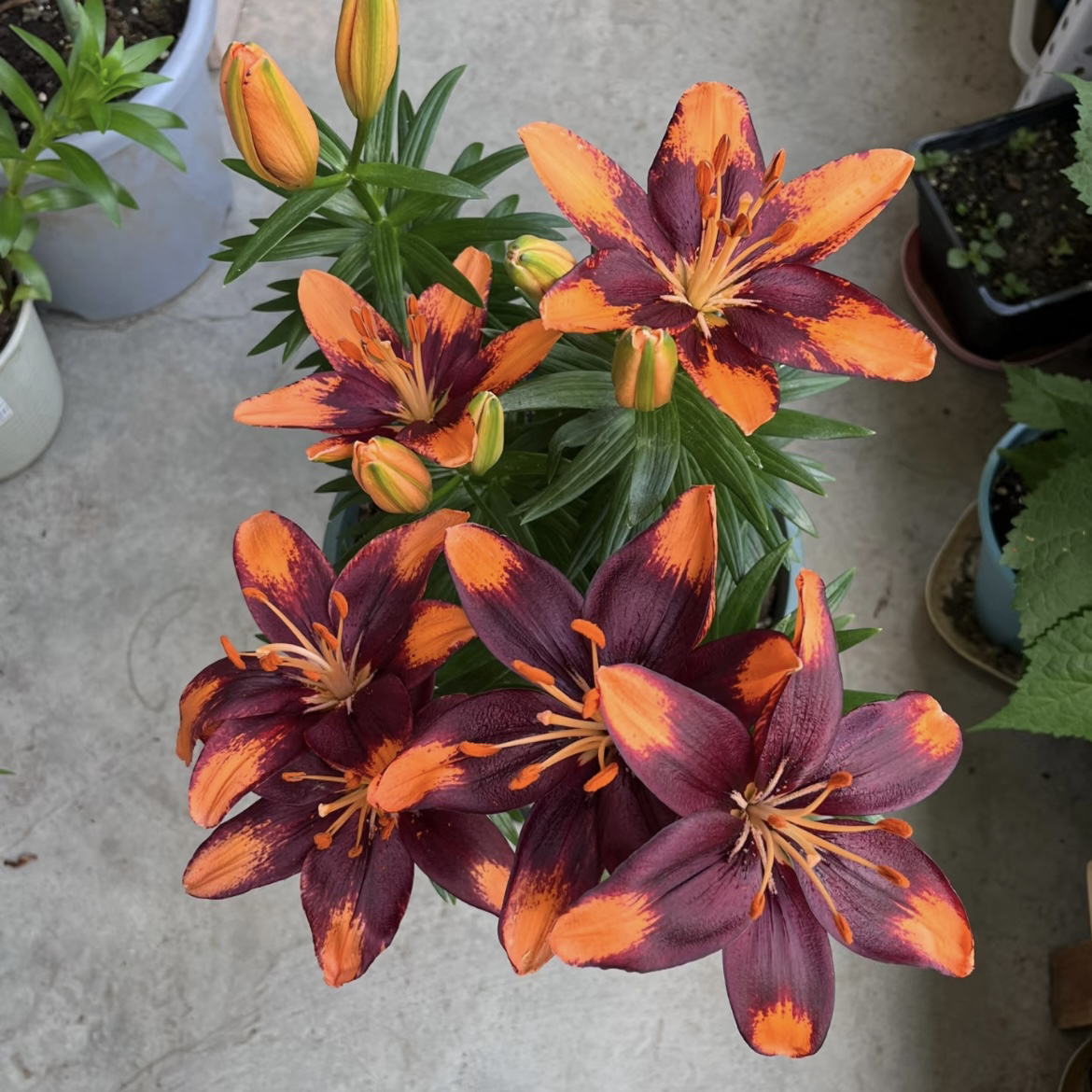  《小狮子周长14/16cm》进口矮化单瓣无香亚百合种球1颗