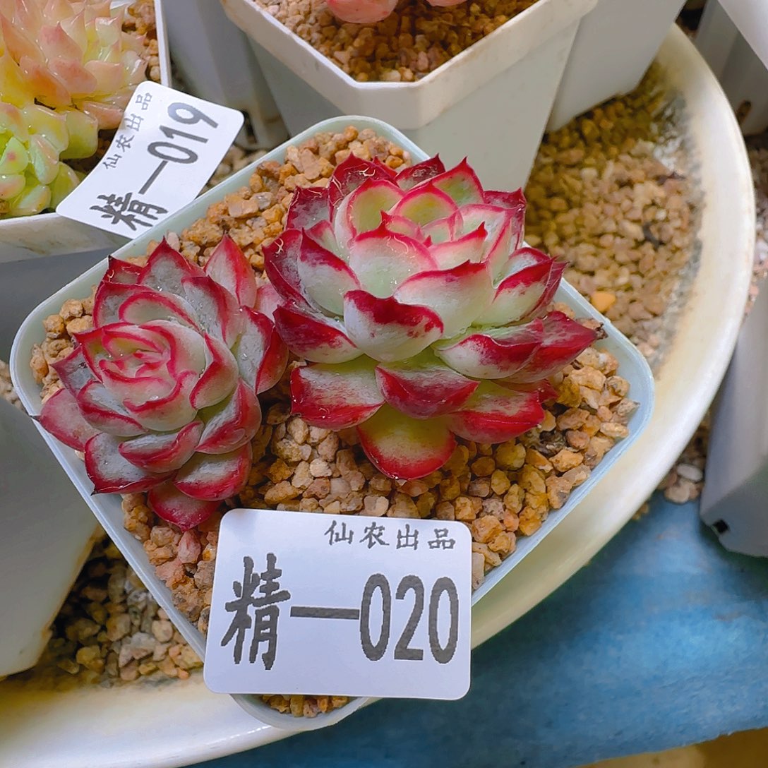 仙农月影，020，仙农出品多肉