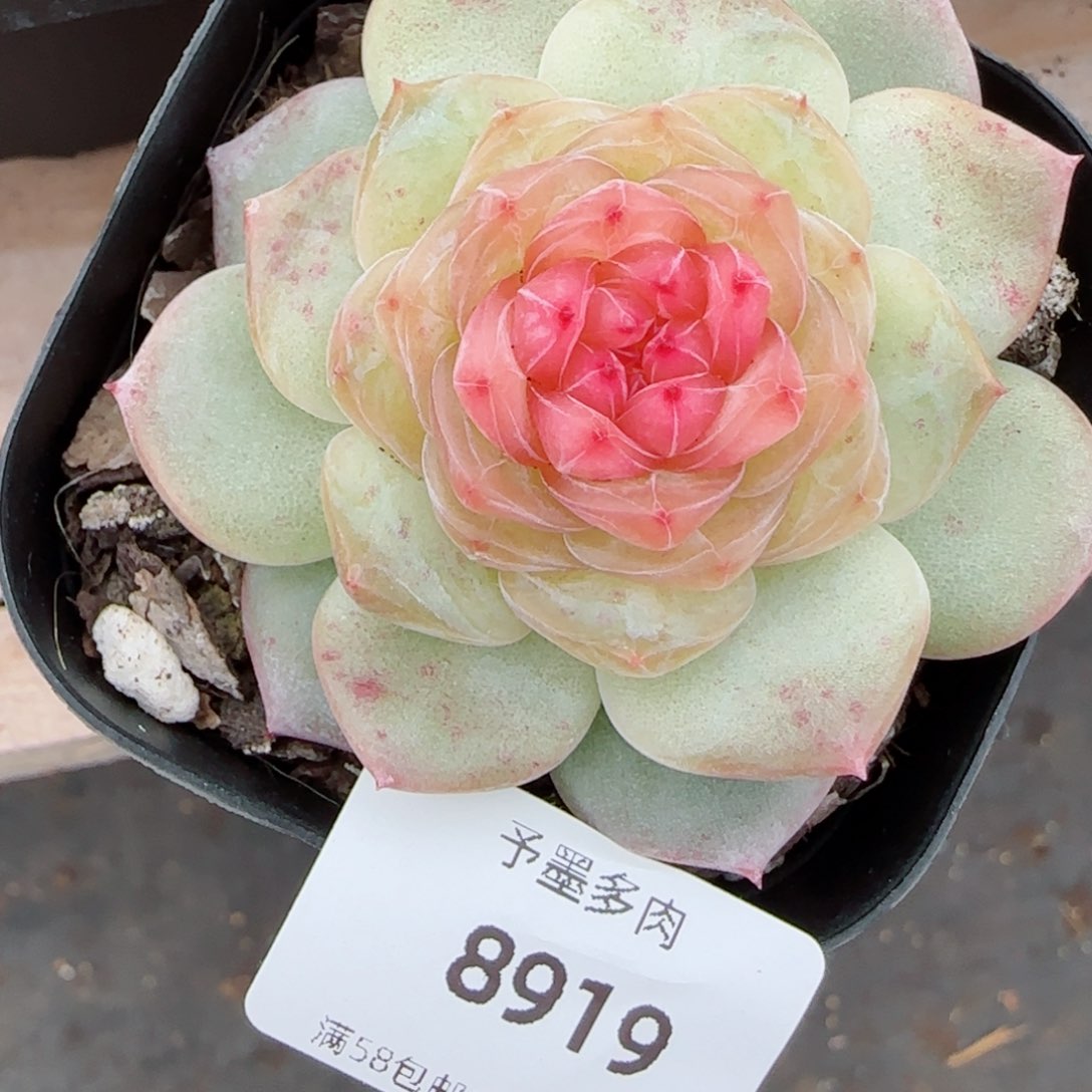 软糖珍妮，8919多肉