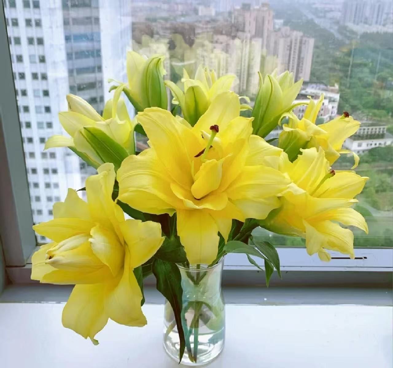 百合种球1颗【异国阳光】18/20庭院阳台进口重瓣香水百合种球