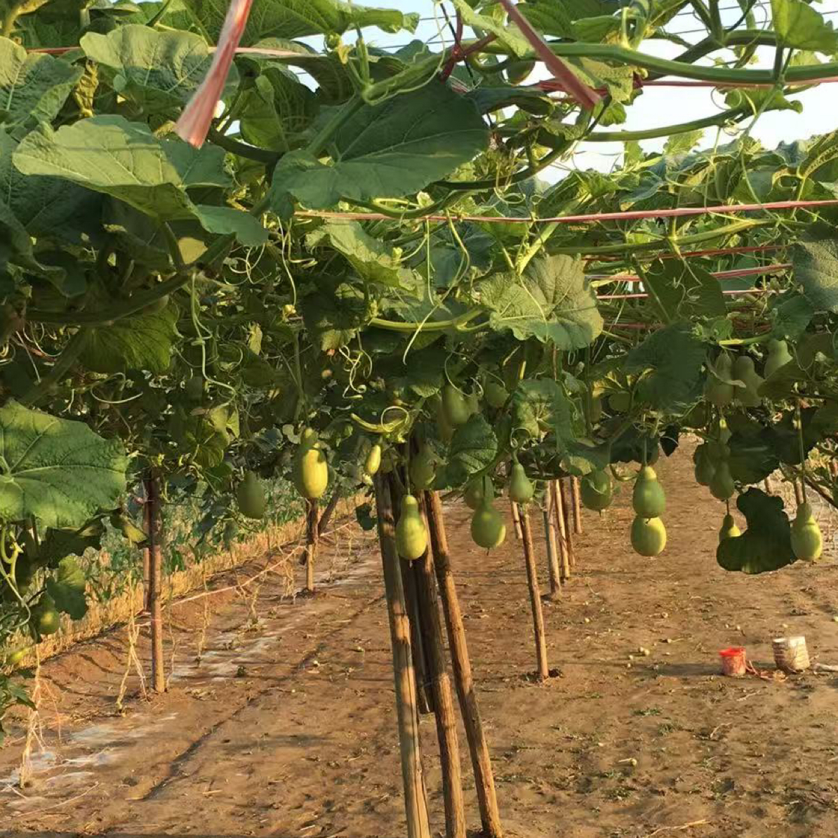 非金属木质手镯 各种葫芦工艺品，直播间专拍