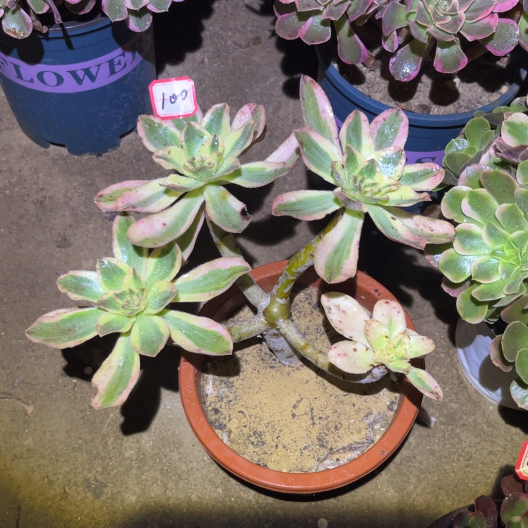 100多肉植物燕姿锦