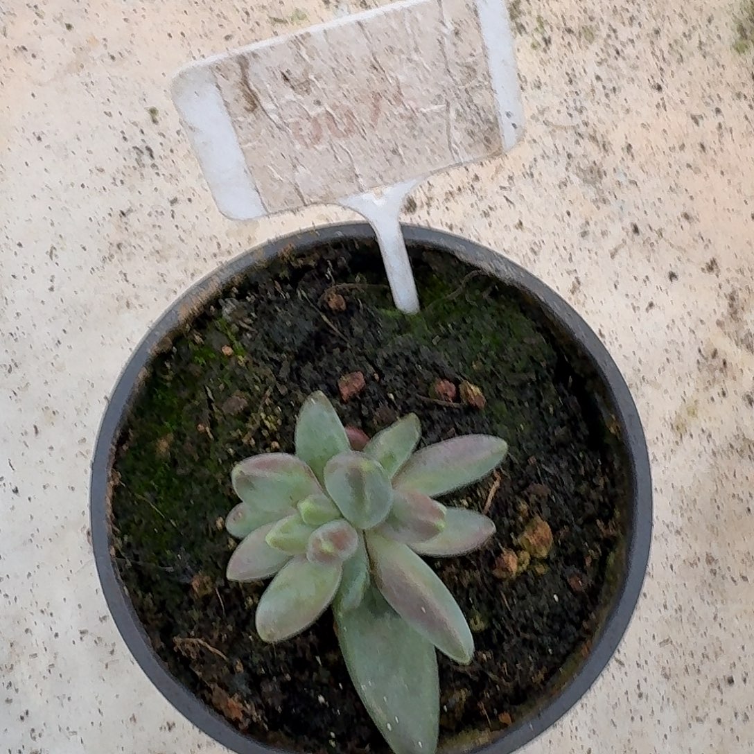 雪戴丽1234567891011