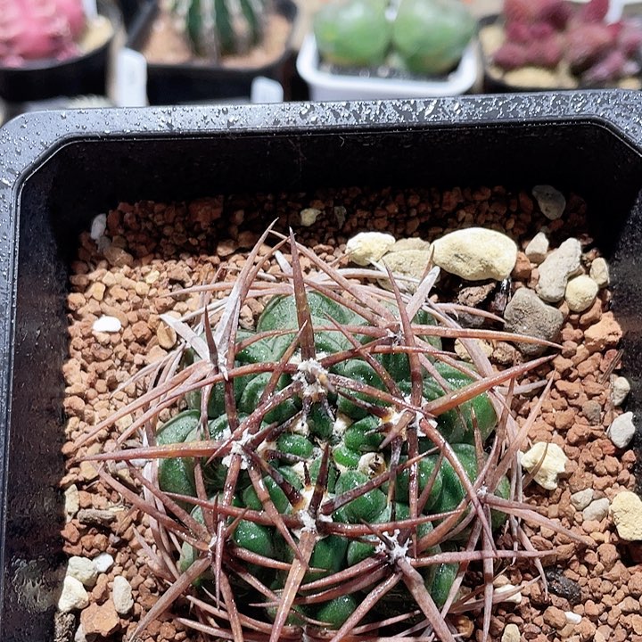 742实生狂刺碧岩玉