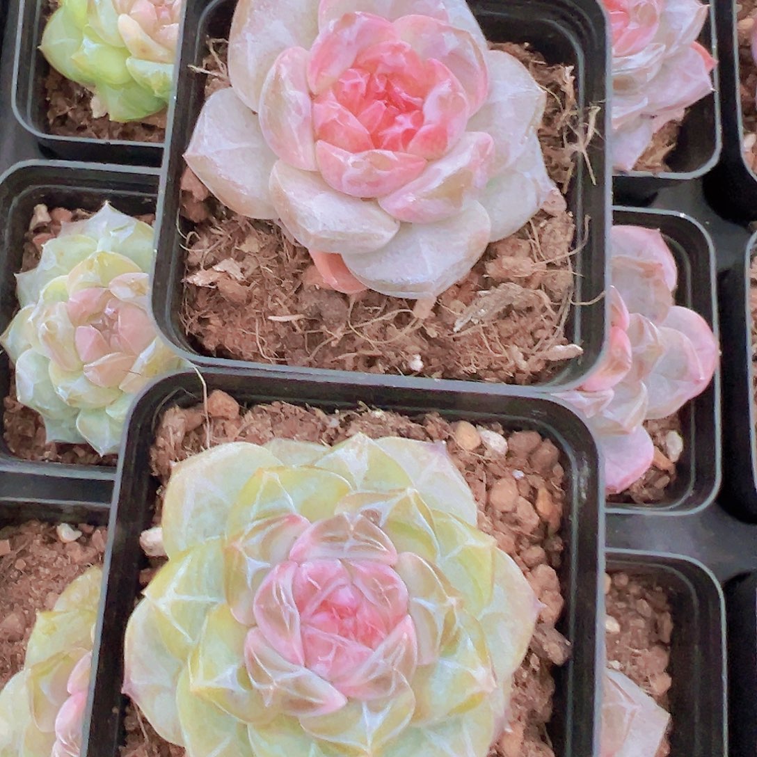 精品钻石冰魄2颗组合