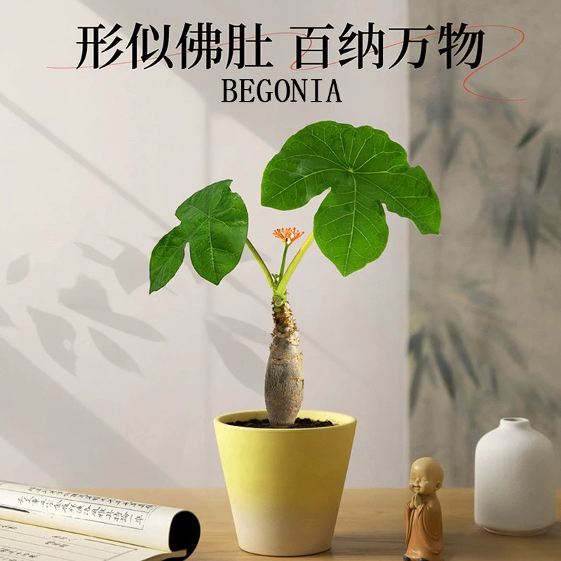 佛肚海棠盆栽四季开花耐旱好养办公室内净化空气创意植物