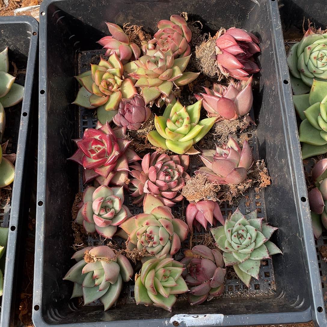 若如东云单拍A579