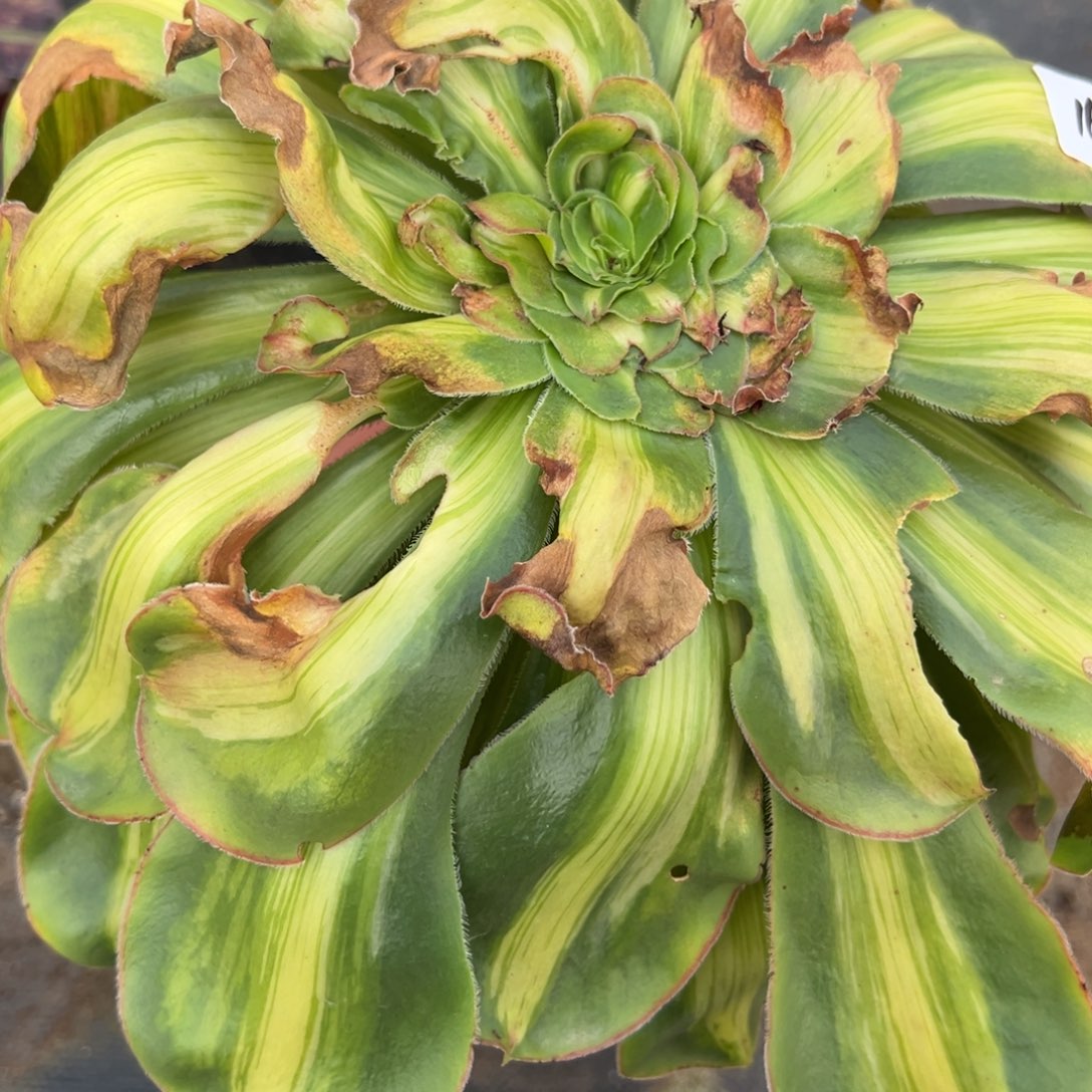 168暴君多肉多肉多肉多肉