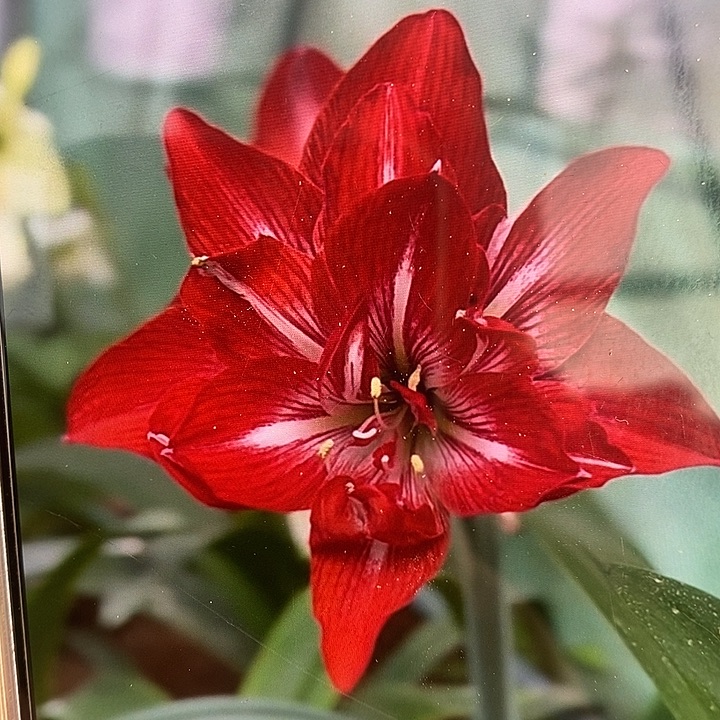 红火齐天5厘米朱顶红