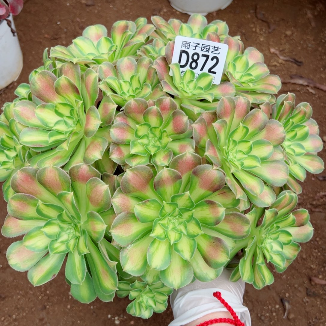 872韶华雨子多肉植物