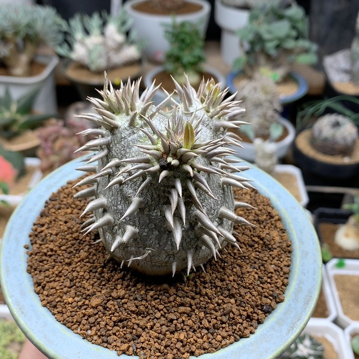 惠比大黑母本脱土