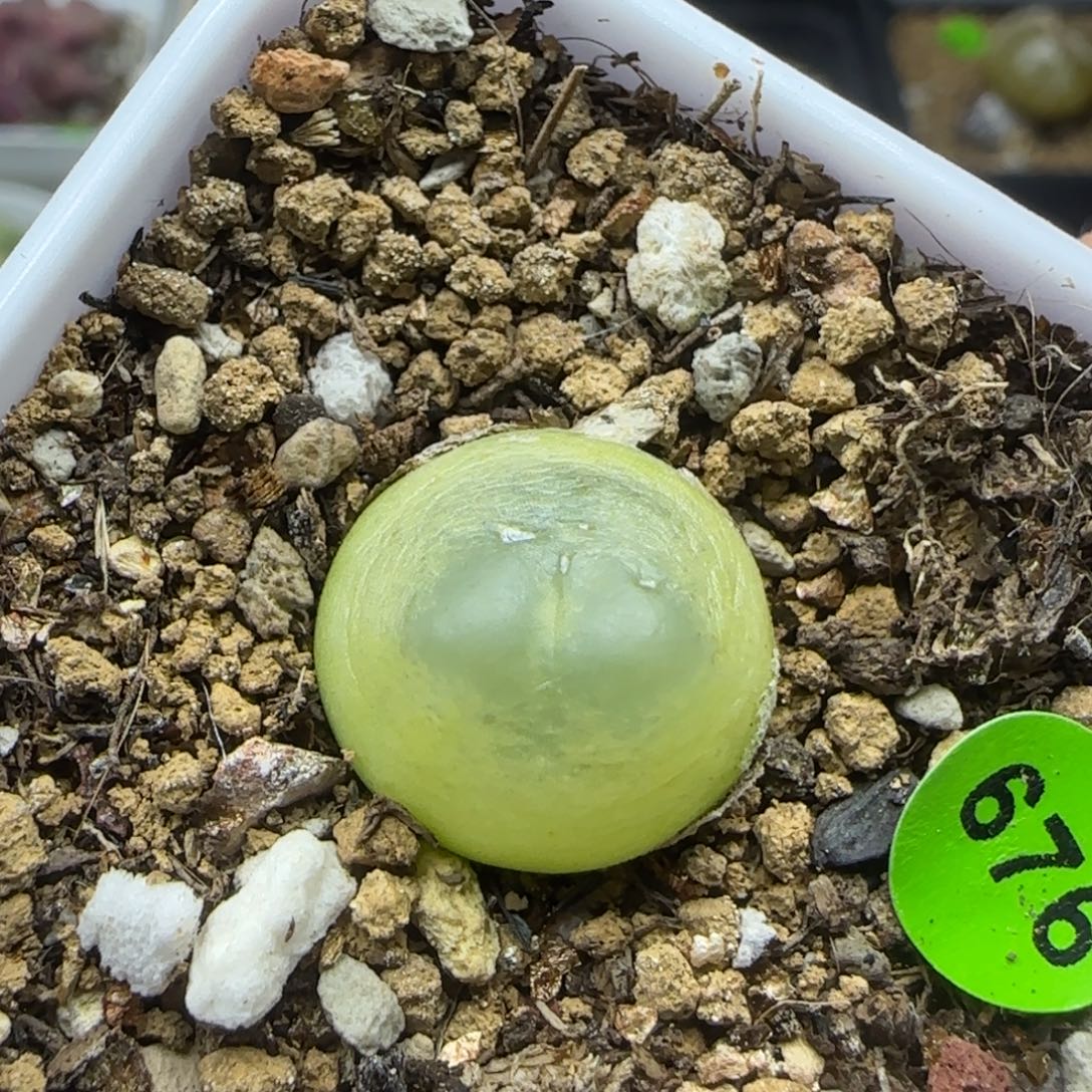 拉登1.5+多肉植物676