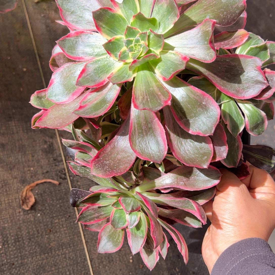 17恶魔之眼群生多肉