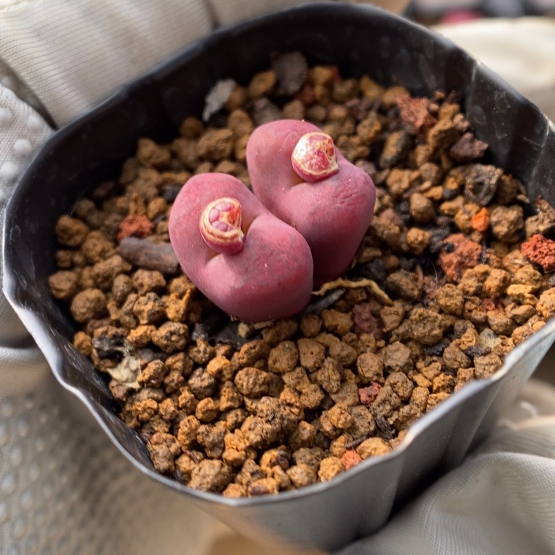 多肉植物肉锥杂交K-861