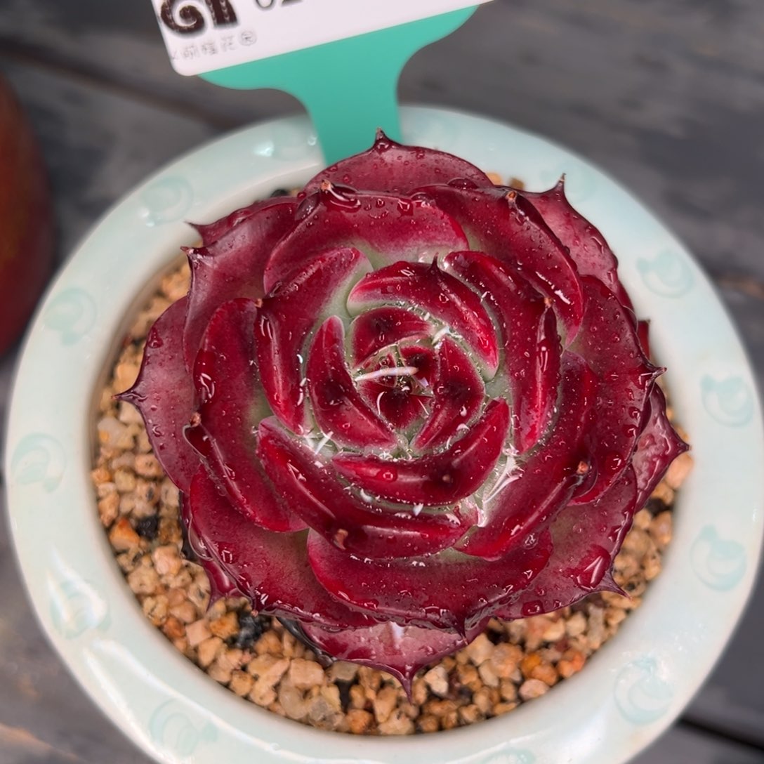 从前慢多肉精选编号0207.164