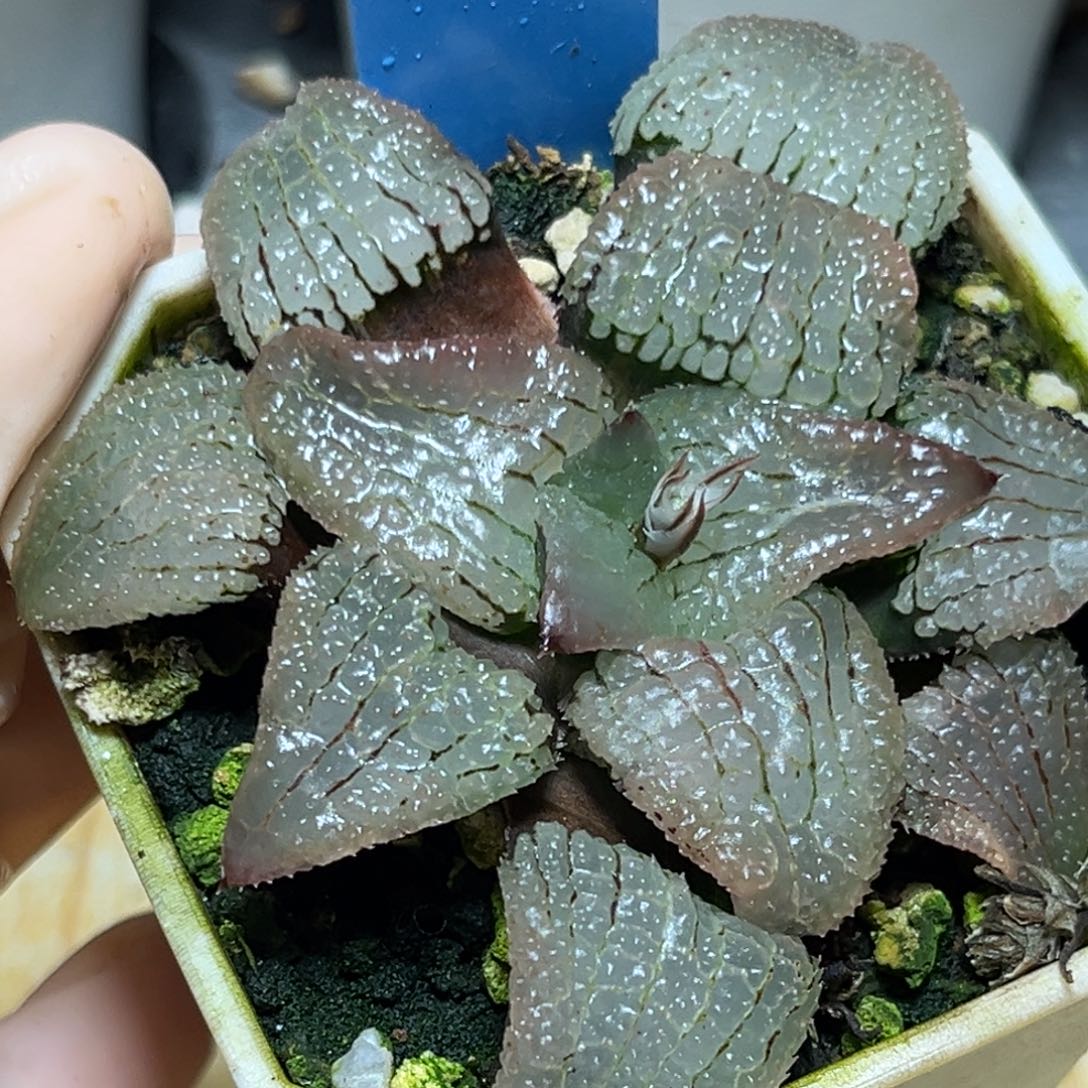 恭喜发财大吉大利827