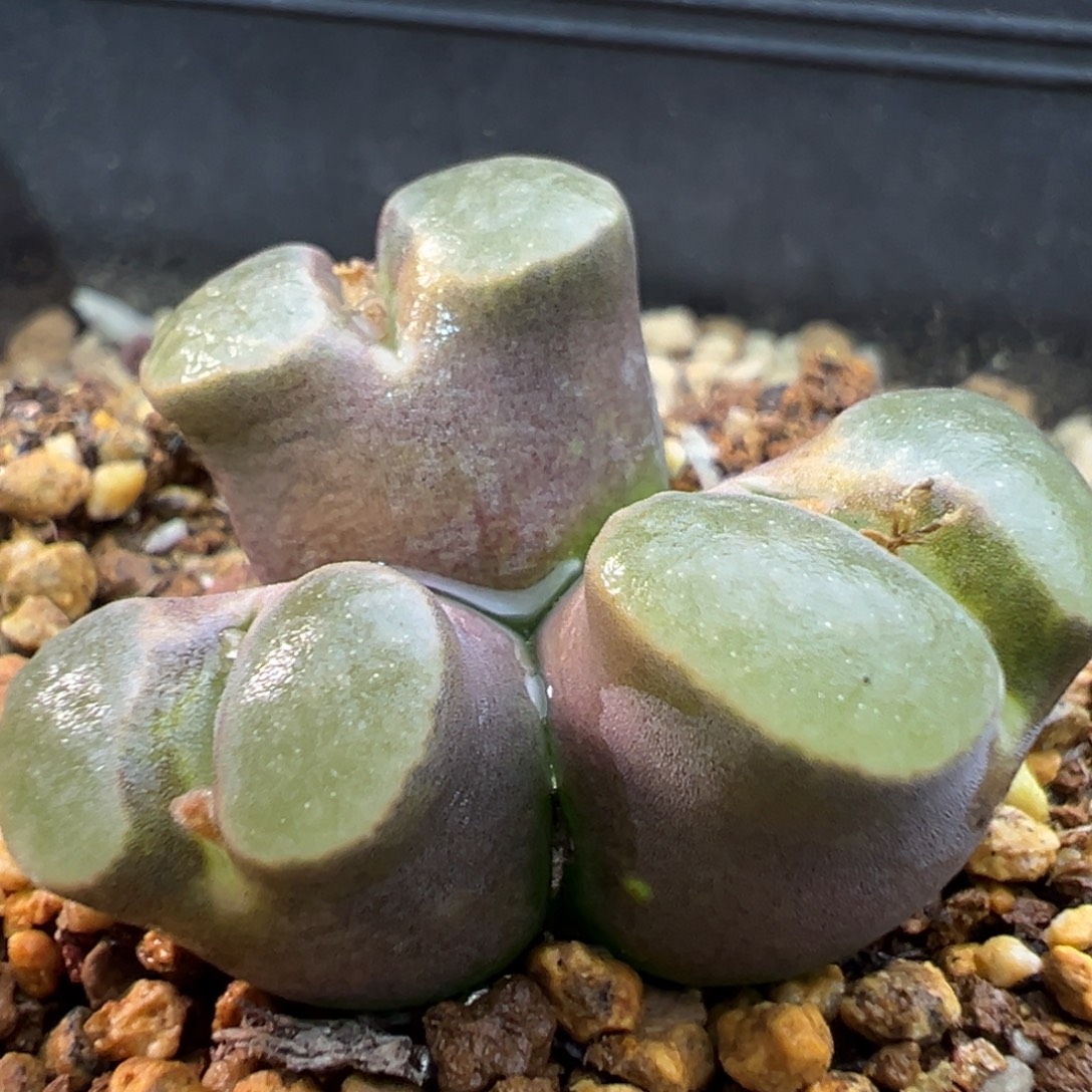 188多肉三头优选磁铁一棵特