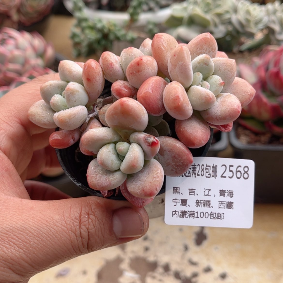 【闪购商品】2568红洛神