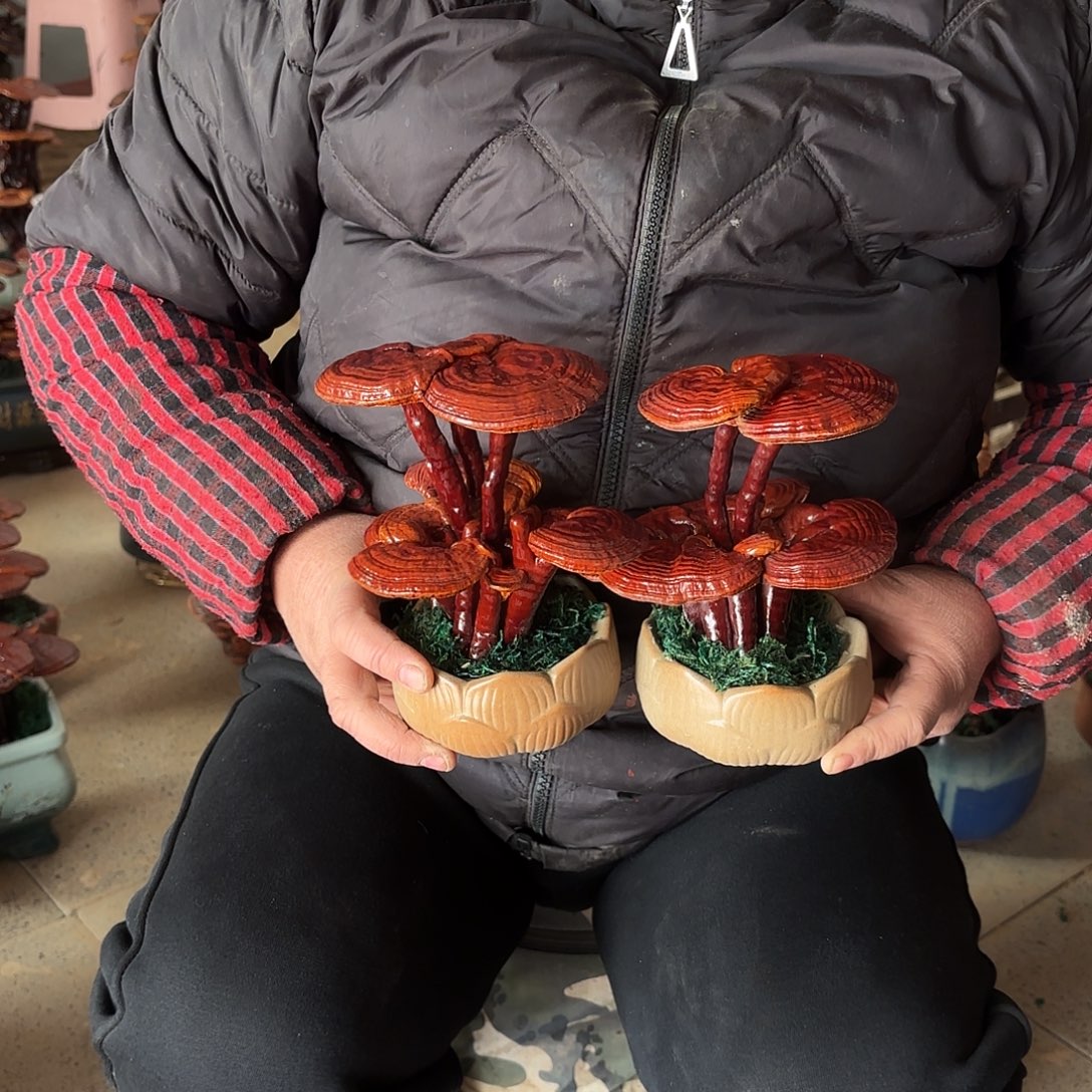 无花朵灵芝是我国著名植物