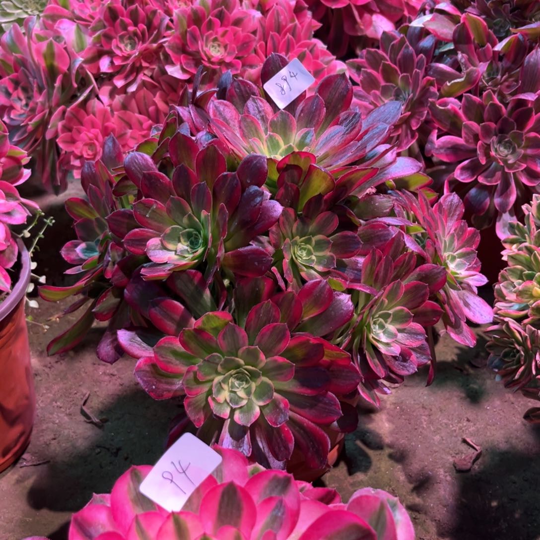 多肉植物安娜894