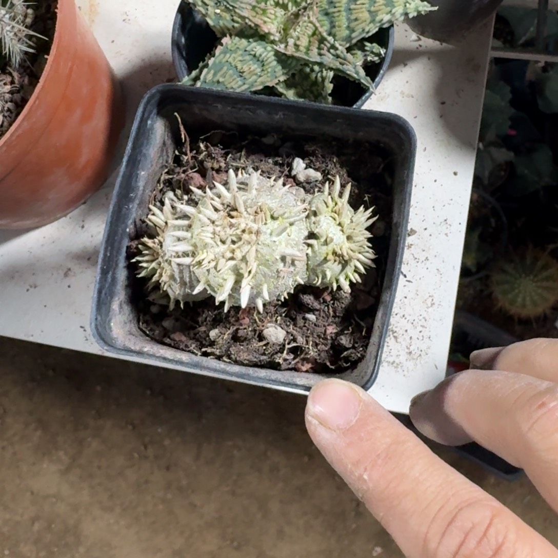 随***吧可口可乐可口可乐