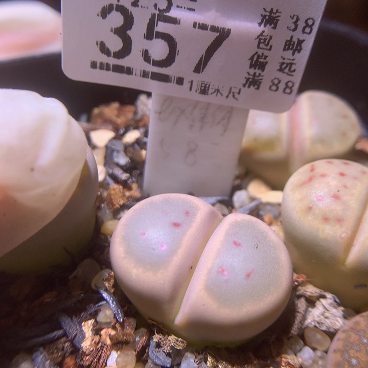 精品生石花25.357