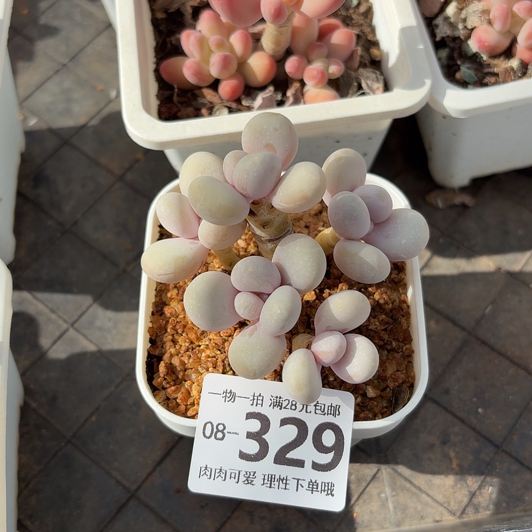 蛋黄奶无盆无发货无