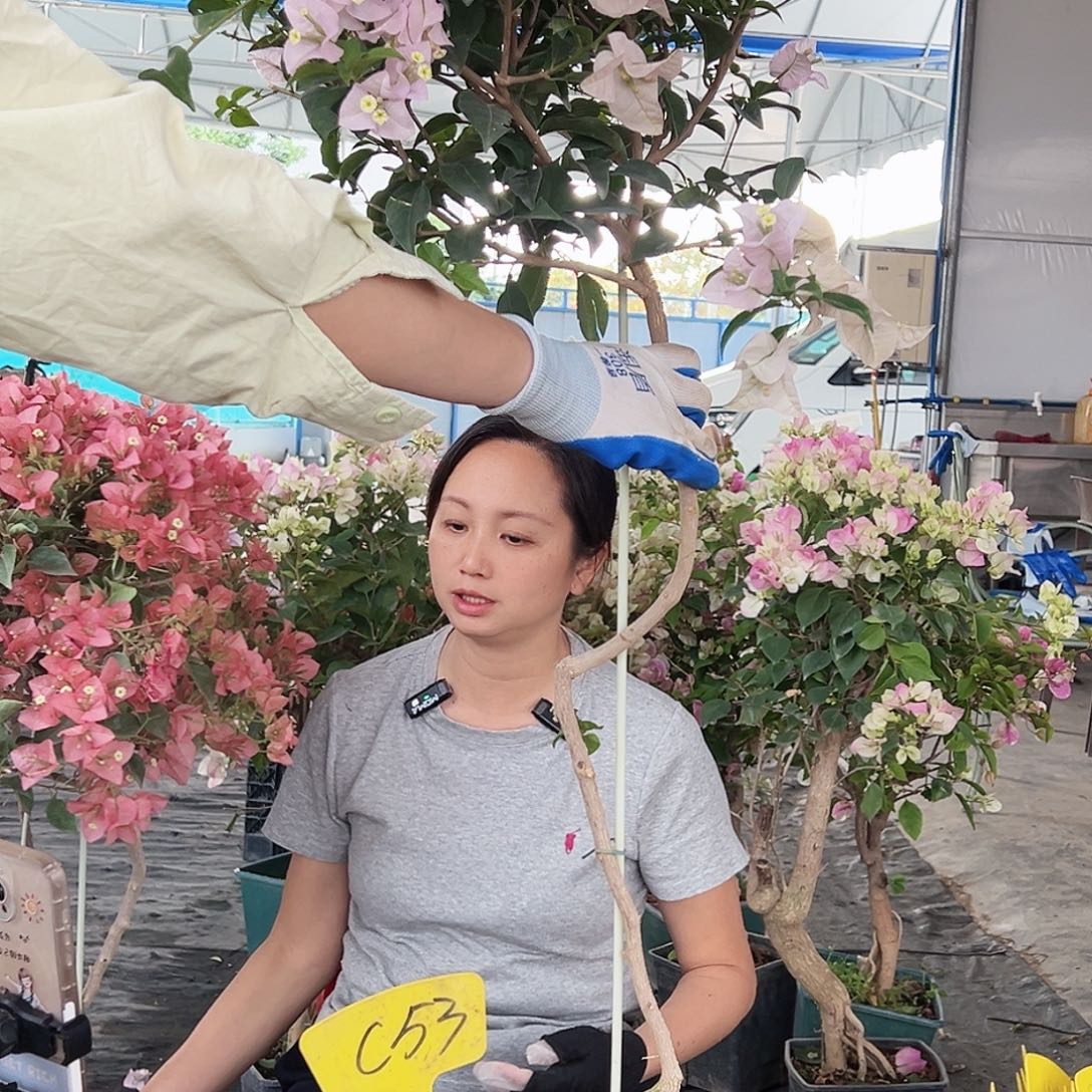 大部分花苞少量开放C53棒棒糖