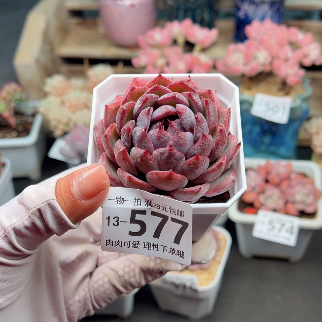 蓝莓多肉多肉多肉多肉