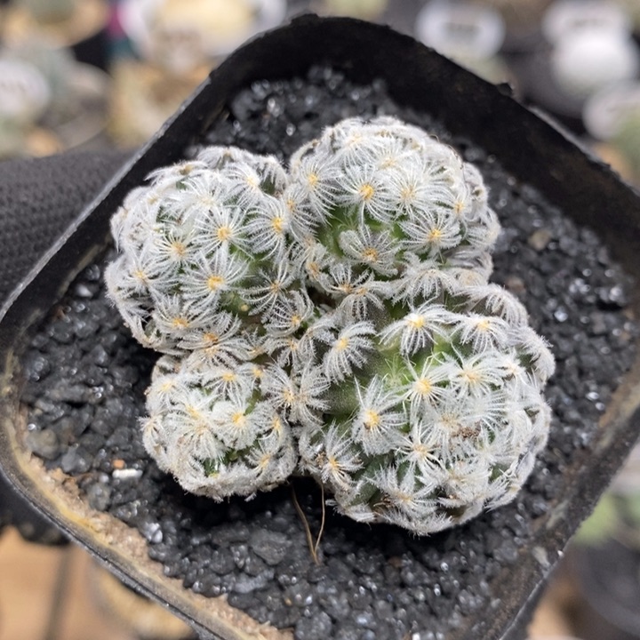 实生杜威丸192号4.5cm