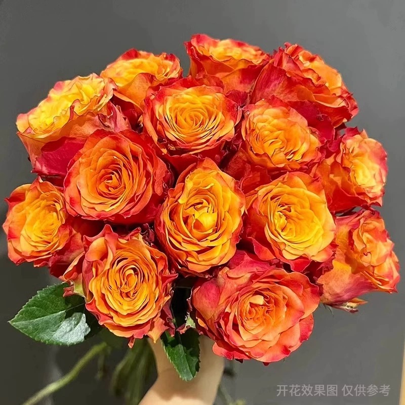 【火神】云南玫瑰花老桩大苗大花浓香月季盆栽地栽室内室外好养