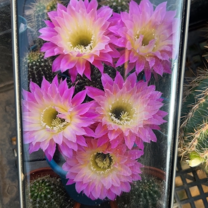 18彩草萨苏斑歪无根侧芽5公分左右20