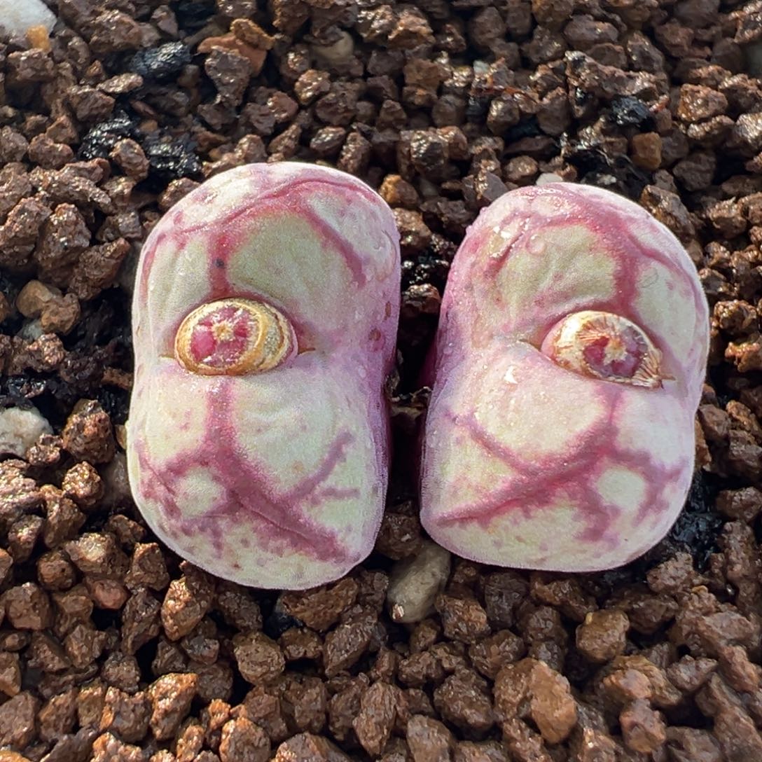 552多肉植物种类多样