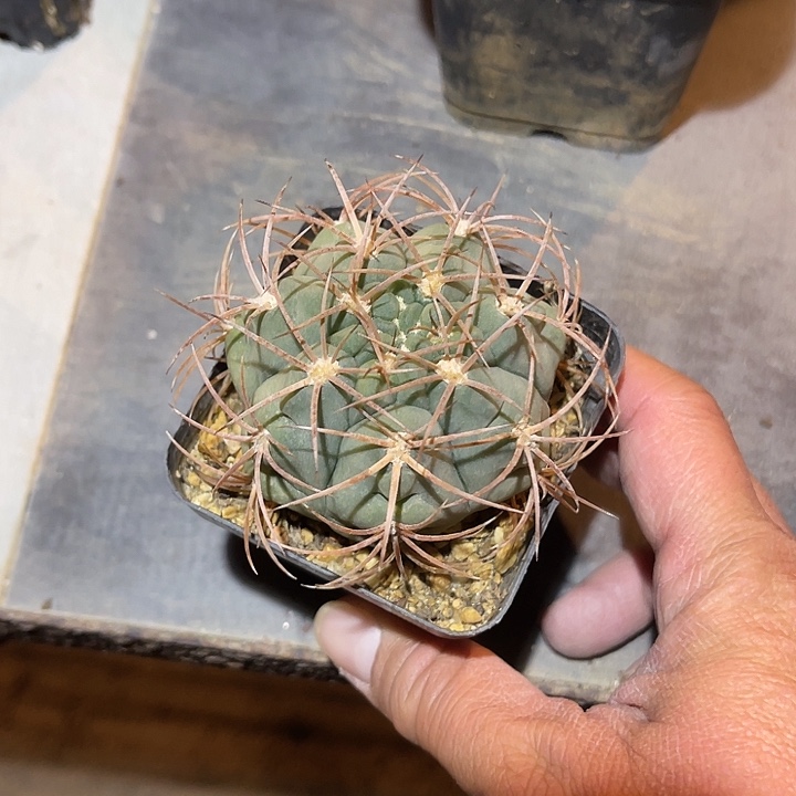 满38包邮2天凑单，脱土晾根发货多肉植物实生