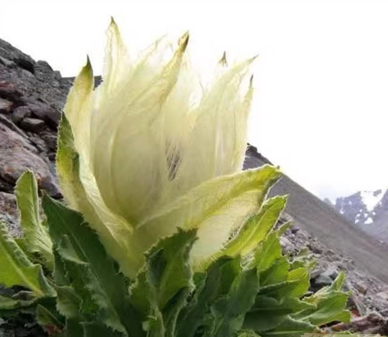【娜金山货】（高山雪莲）【高山好物】可搭配枸杞