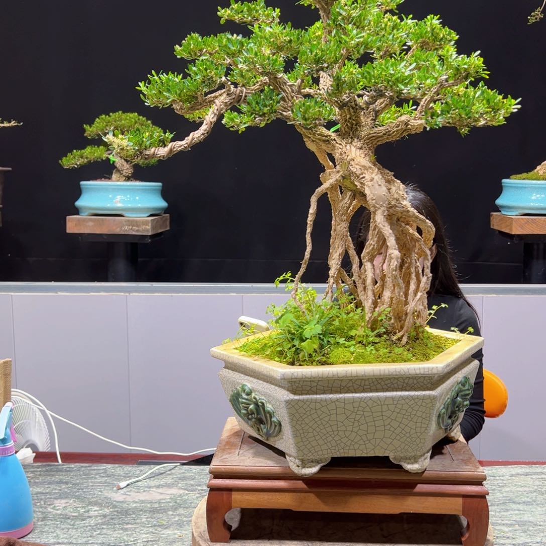 四季常青老桩黄杨盆景