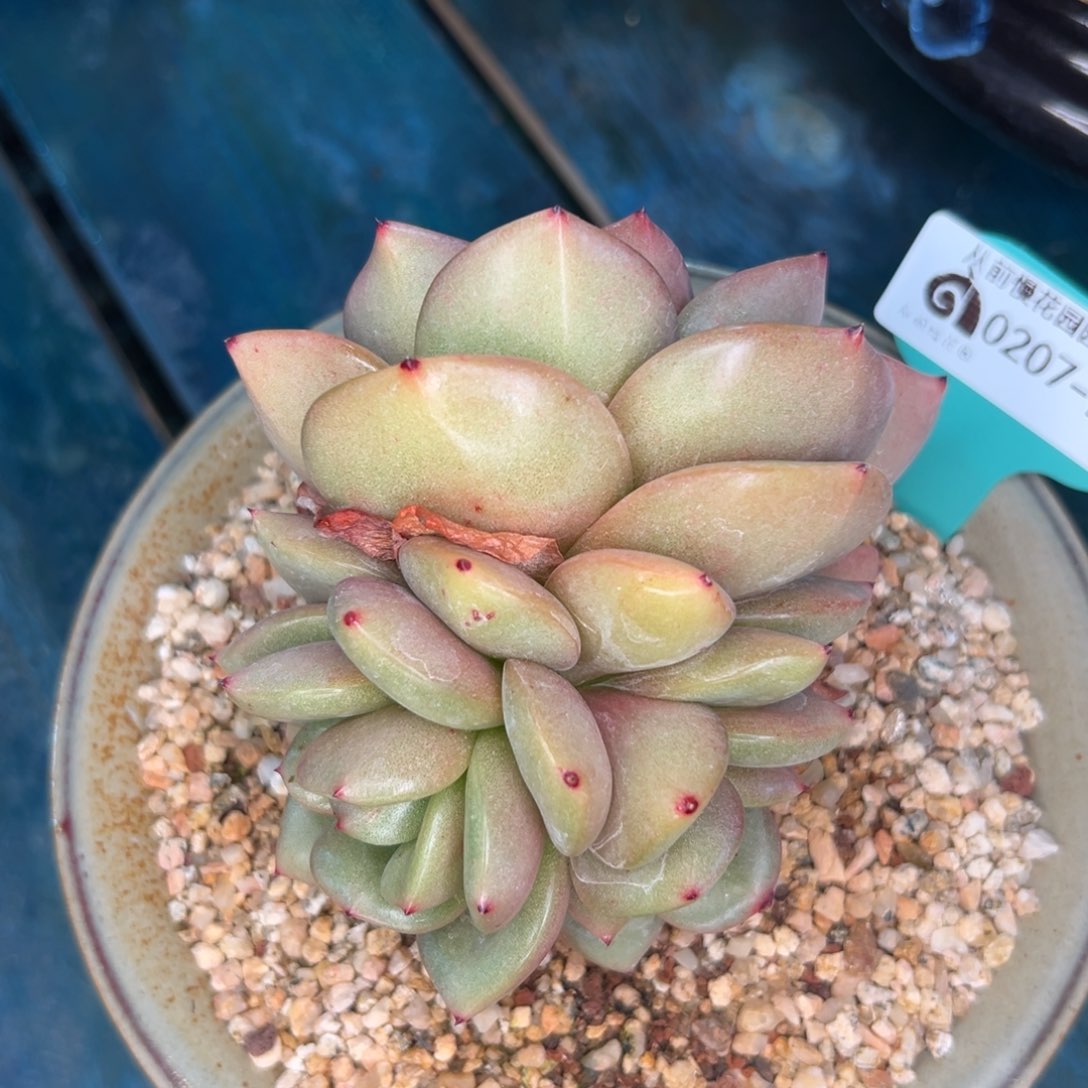 多肉一物一拍编号0207-207