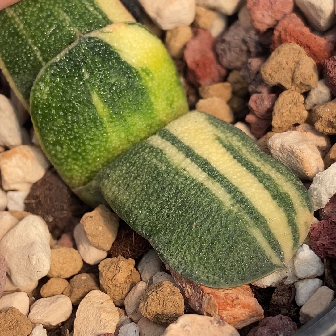 20达摩X黑莺实生锦带盆发货