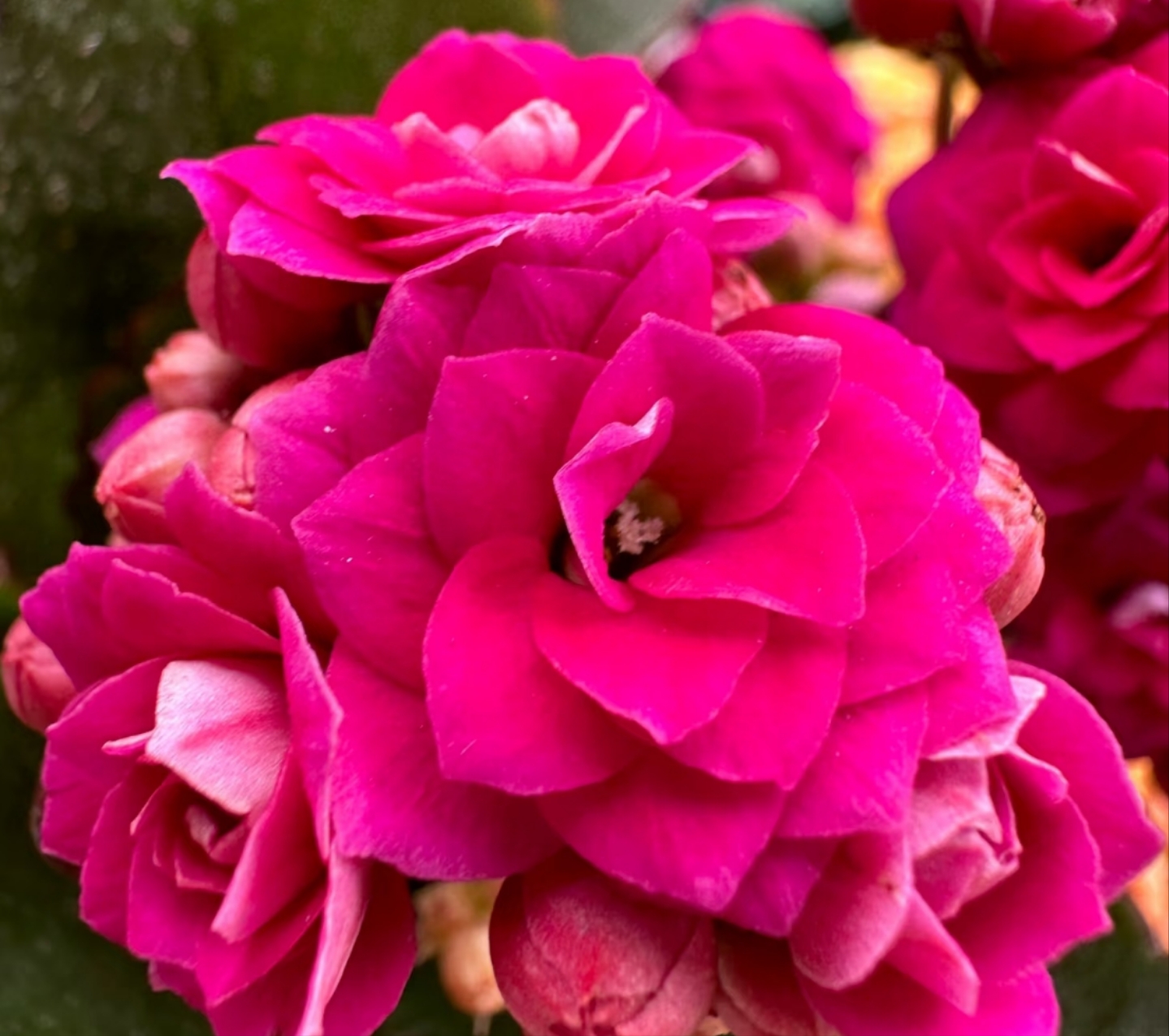 粉星，小盆80原盆原土